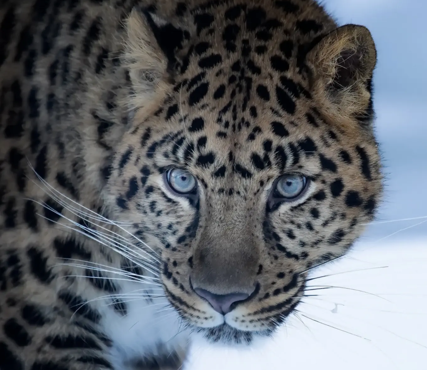amur