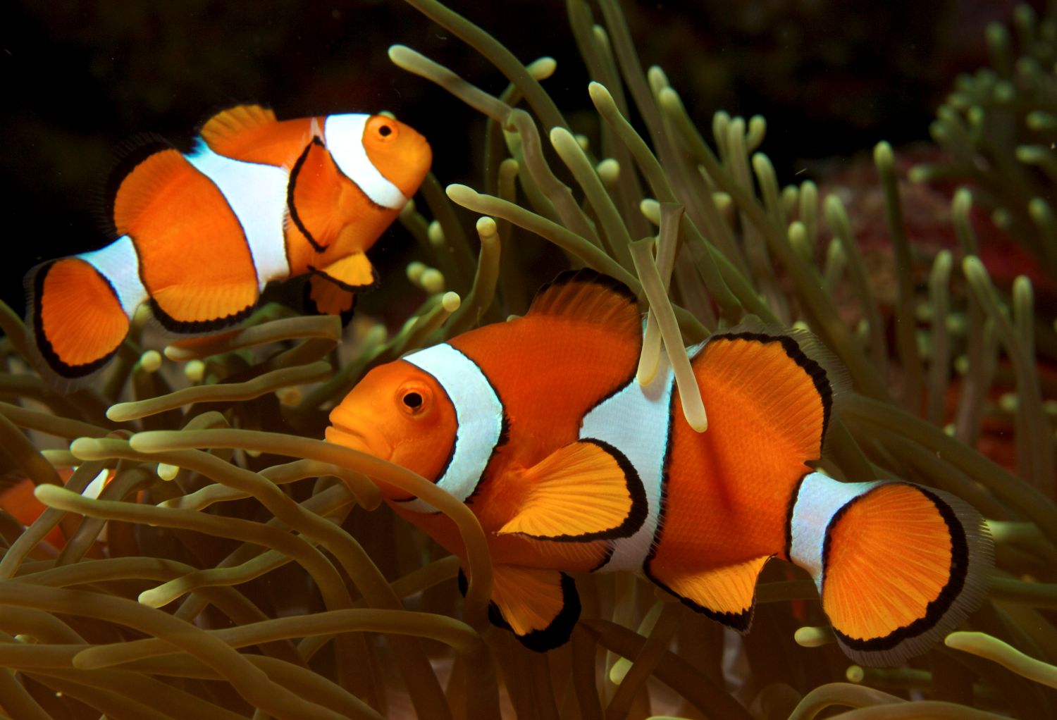 clownfish